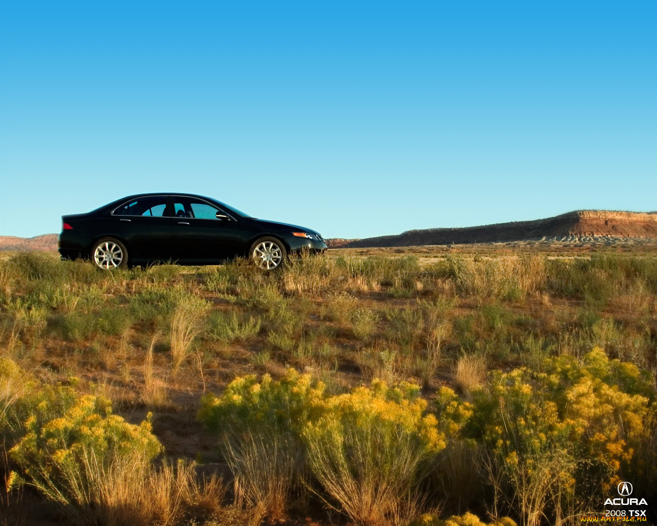 acura, tsx, 